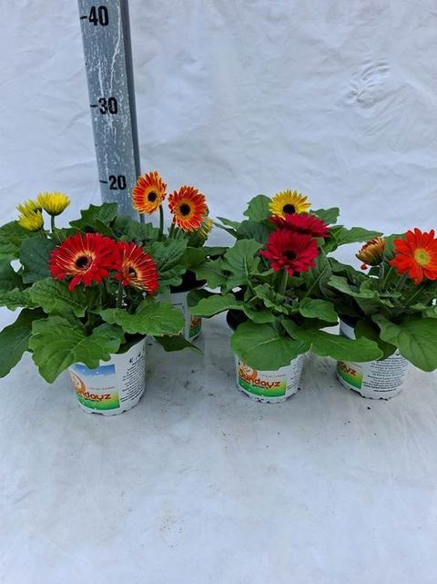 Gerbera SUNDAYZ MIX