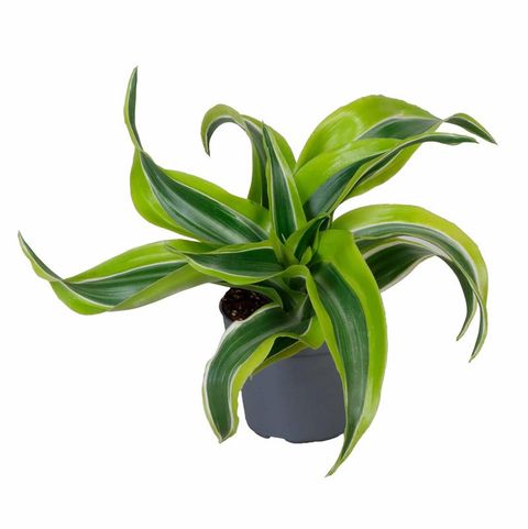 Dracaena fragrans 'Lemon Surprise'