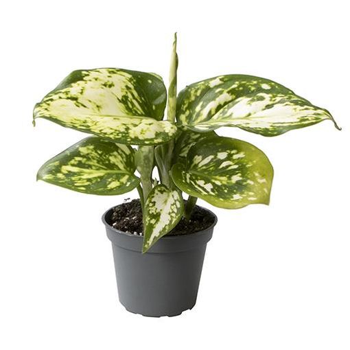 Aglaonema 'Snowflake'