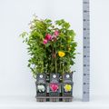 Rosa CLIMBING ROSES MIX