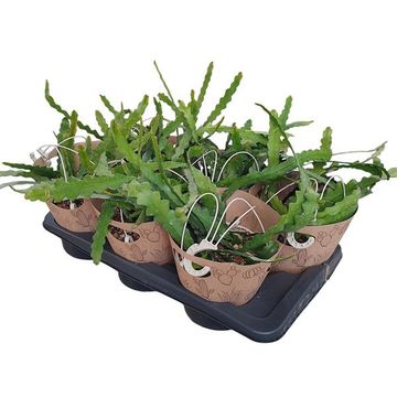 Epiphyllum anguliger