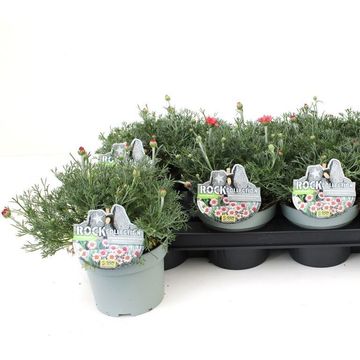 Rhodanthemum hosmariense MIX