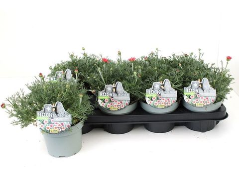 Rhodanthemum hosmariense MIX