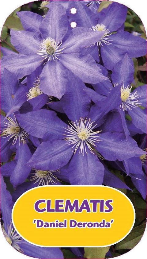 Clematis 'Daniel Deronda' (EL)