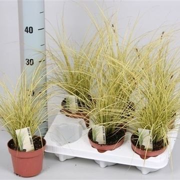 Carex brunnea 'Jenneke'