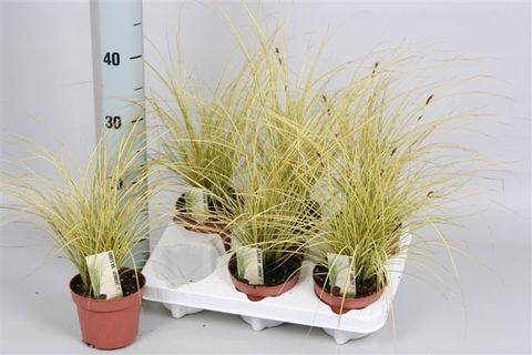 Carex brunnea 'Jenneke'