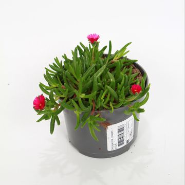Delosperma SUNTROPICS PURPLE