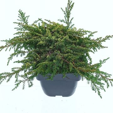 Джуниперус communis 'Lemon Carpet'