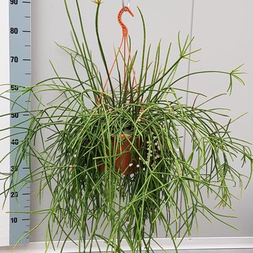 Rhipsalis baccifera mauritiana