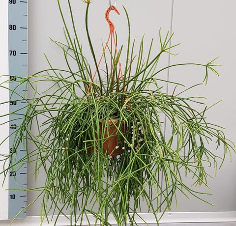 Rhipsalis baccifera mauritiana