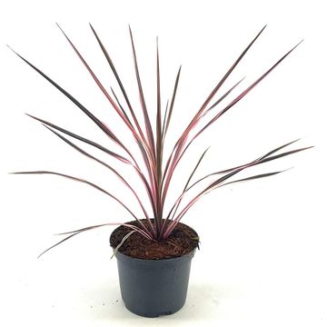 Cordyline australis 'Southern Splendour'