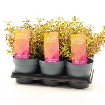 Coprosma 'Evening Glow'