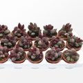 Adromischus marianae herrei 'Red Coral'