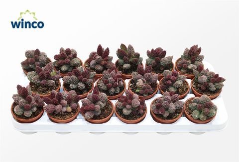 Adromischus marianae herrei 'Red Coral'