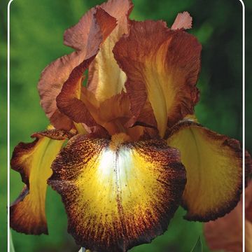 Iris 'Firecracker'