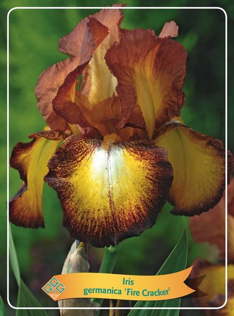 Iris 'Firecracker'