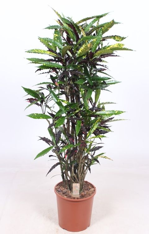 Codiaeum variegatum 'Batik'