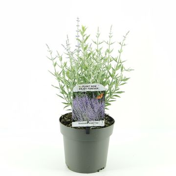 Perovskia atriplicifolia PRIME TIME