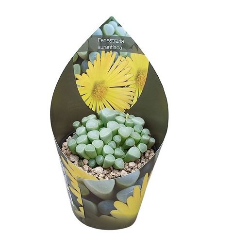 Fenestraria aurantiaca