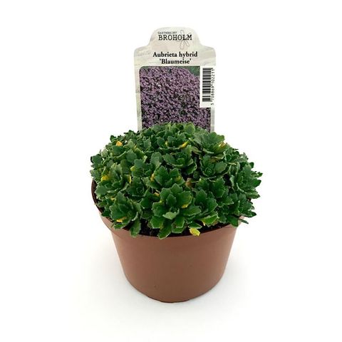 Aubrieta 'Blaumeise'