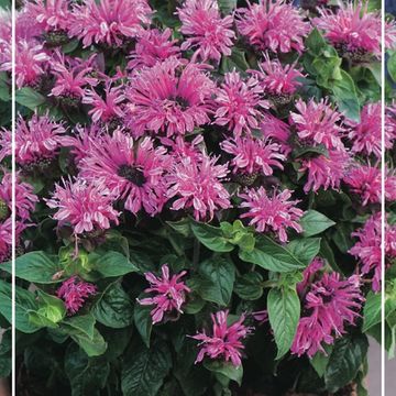 Monarda 'Herbert's Pink'