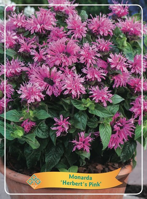 Monarda 'Herbert's Pink'