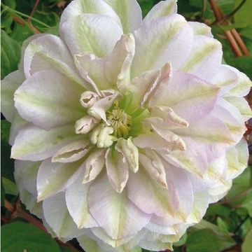 Clematis 'Ruriokoshi' (LL)