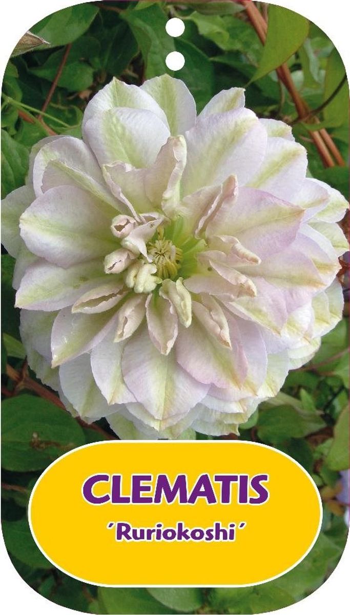 Clematis 'Ruriokoshi' (LL) — Plant Wholesale FlorAccess