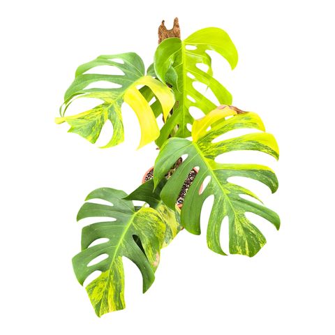 Монстера deliciosa 'Variegata Aurea'