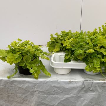Lysimachia nummularia 'Aurea'