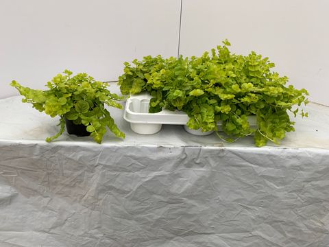 Lysimachia nummularia 'Aurea'