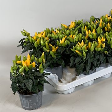 Capsicum annuum 'Salsa Yellow'