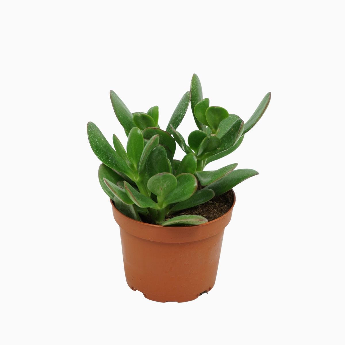 Crassula ovata — Plant Wholesale FlorAccess