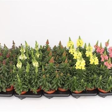 Antirrhinum majus MIX