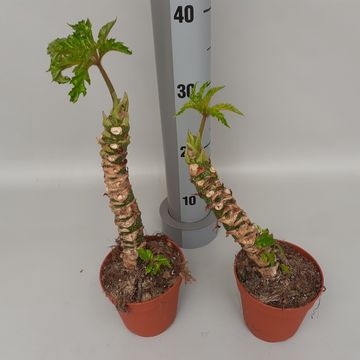 Begonia carolineifolia 'Highlander'