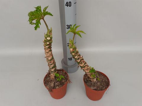 Begonia carolineifolia 'Highlander'