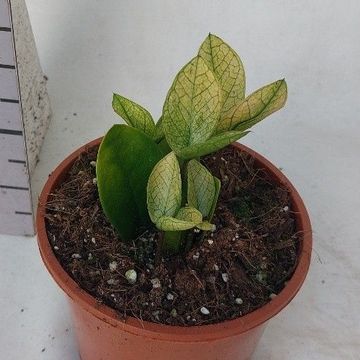 Zamioculcas zamiifolia 'Chameleon'