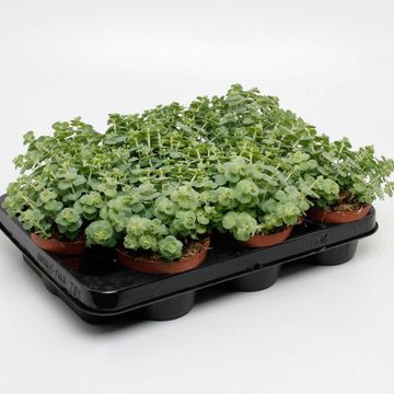 Sedum sieboldii