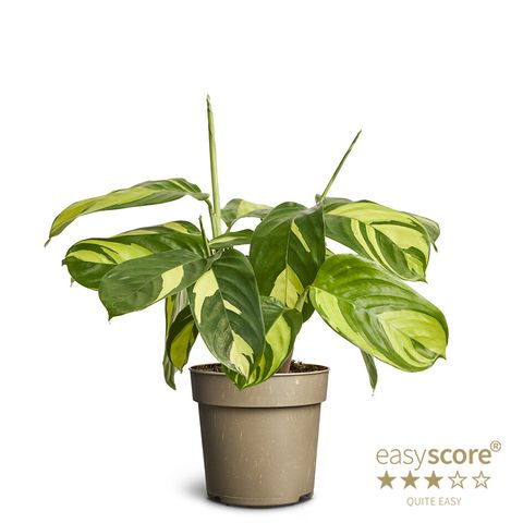 Ctenanthe lubbersiana 'Golden Mosaic'