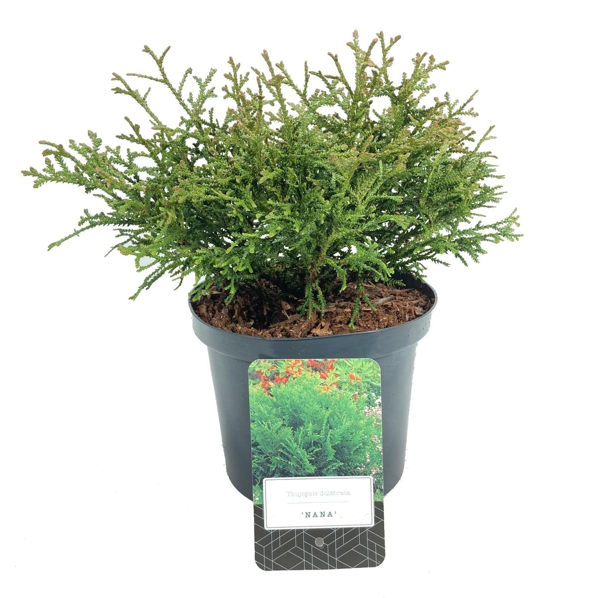 Thujopsis dolabrata 'Nana' — Plant Wholesale FlorAccess