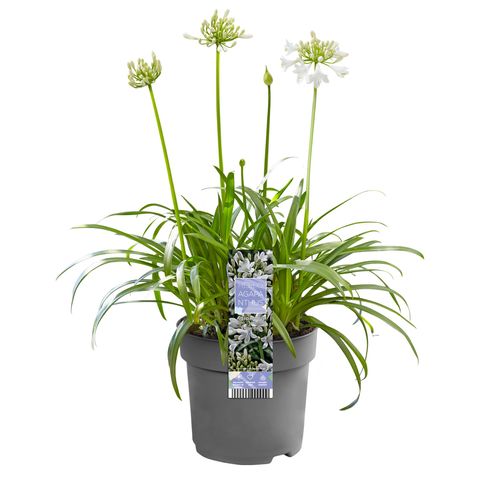 Agapanthus EVERPANTHUS EVER WHITE
