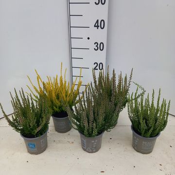 Calluna vulgaris BEAUTY LADIES MIX