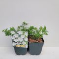 Geranium sanguineum 'Album'