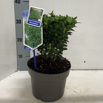 Euonymus japonicus 'Microphyllus'