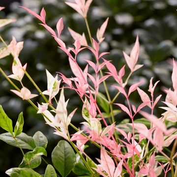 Nandina domestica 'Twilight'