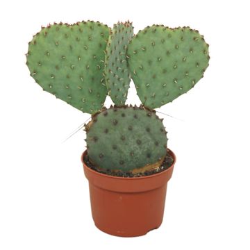 Opuntia aurea