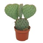 Opuntia aurea