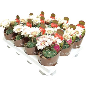 Gymnocalycium vatteri