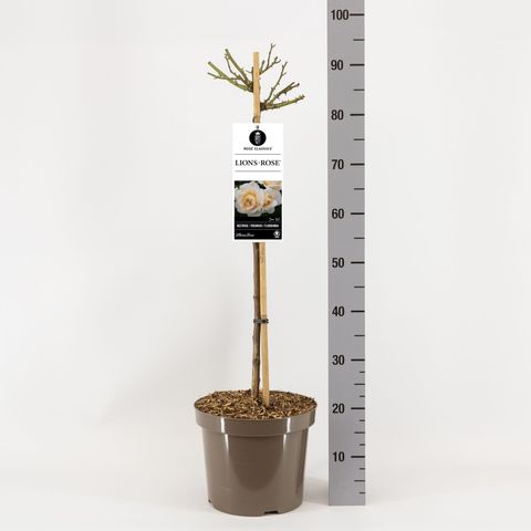 Роза LIONS ROSE