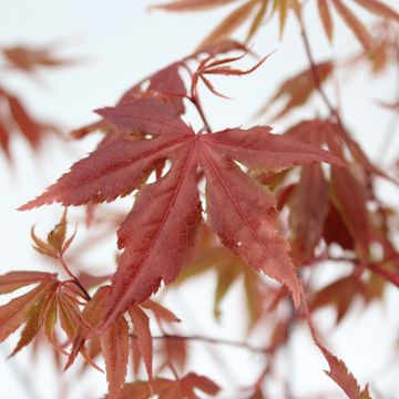 Acer palmatum 'Atropurpureum'